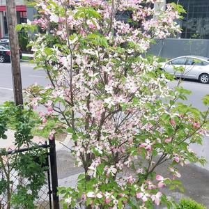 Meet your Posher, Lee